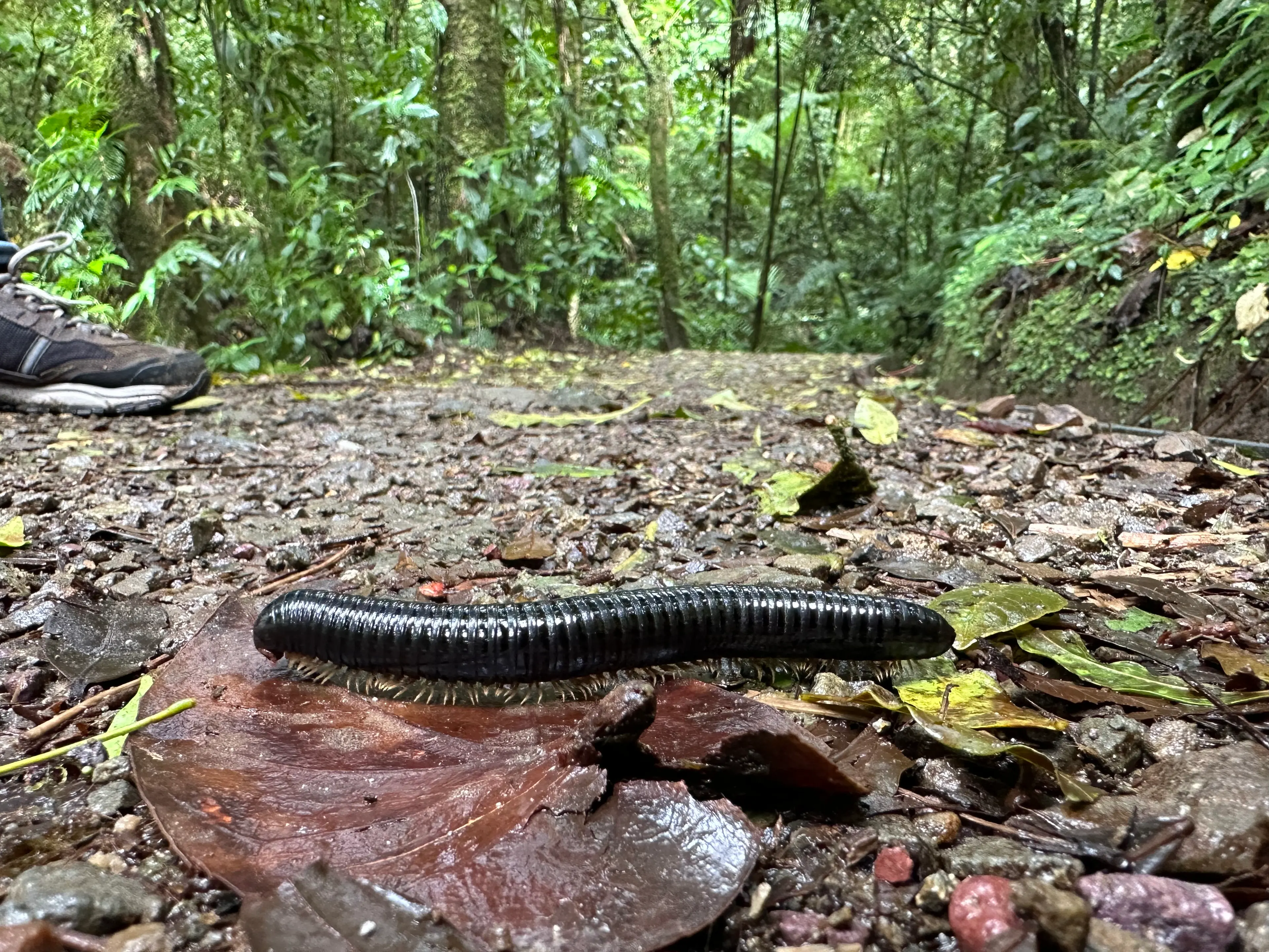 A millipede on the forrest floor.